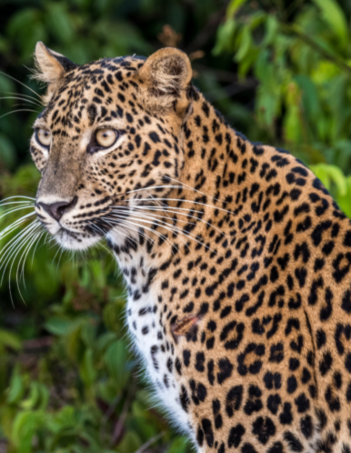 Wilpattu Safari