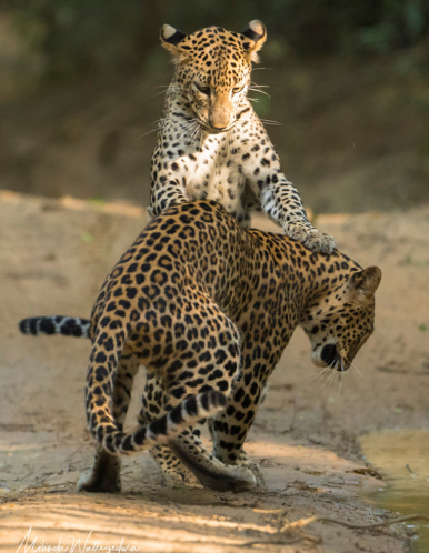 Wilpattu Safari