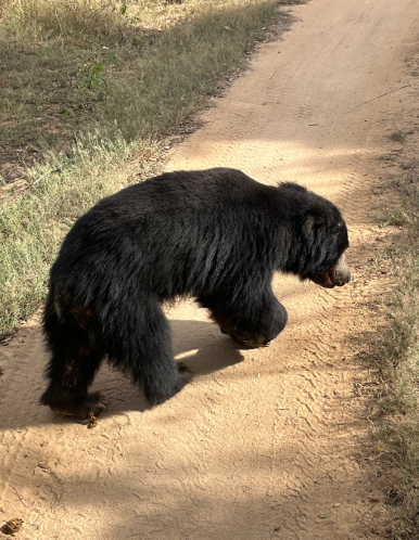 Wilpattu Safari